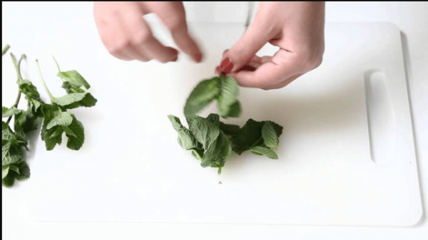 Mint leaves plucking